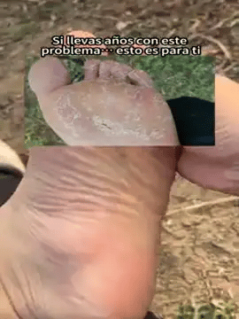 Encabezado